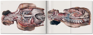 Sample content 3_Bourgery. Atlas Of Human Anatomy And Surgery
