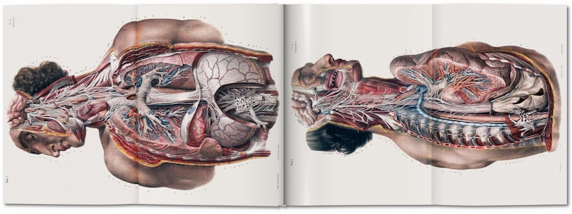 Sample content 3_Bourgery. Atlas Of Human Anatomy And Surgery