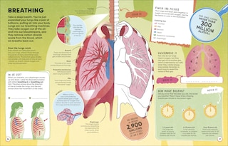 Aper&ccedil;u du contenu 3_Brain Booster Human Body