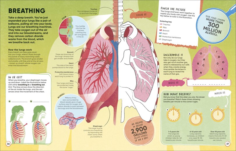 Aper&ccedil;u du contenu 3_Brain Booster Human Body