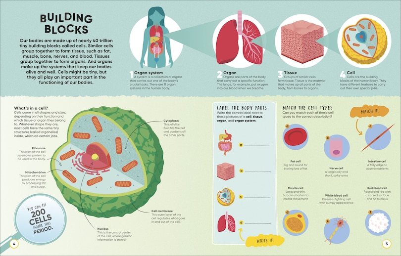 Aper&ccedil;u du contenu 5_Brain Booster Human Body