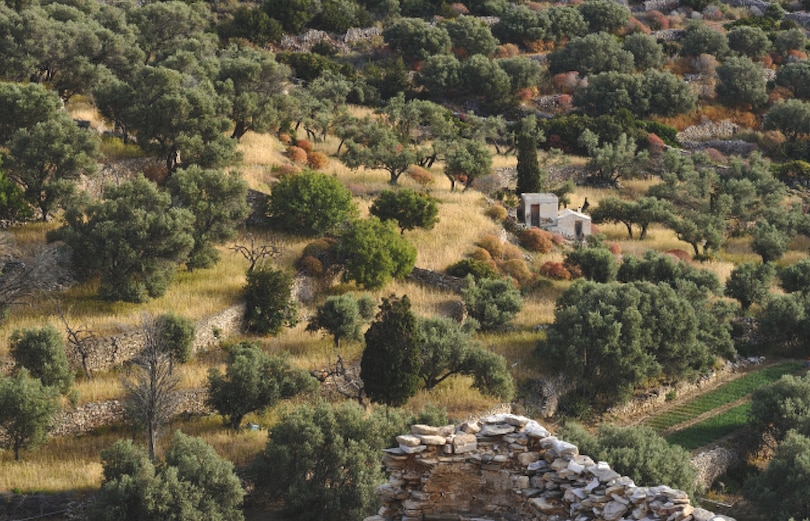 Aperçu du contenu 3_Bringing The Mediterranean Into Your Garden