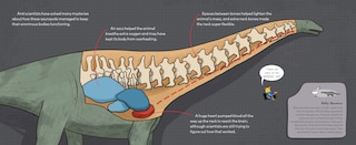 Sample content 2_Brontosaurus Is Back!