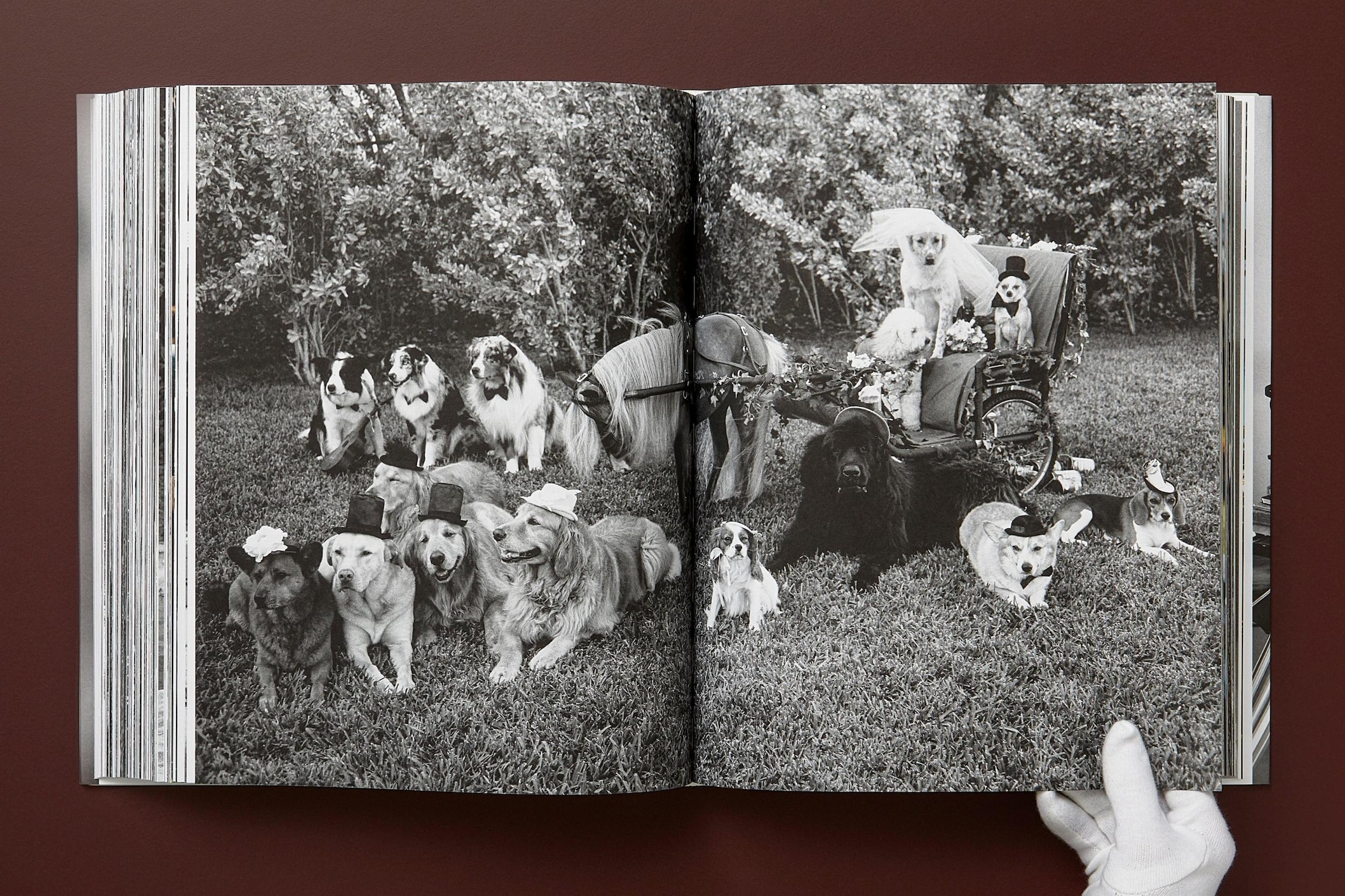 Bruce Weber. The Golden Retriever Photographic Society Book By