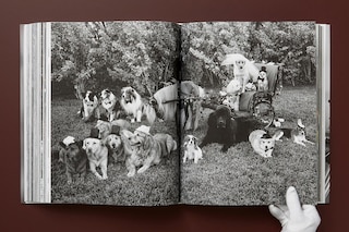 Sample content 3_Bruce Weber. The Golden Retriever Photographic Society