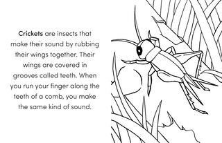 Sample content_Bug Book for Kids
