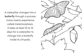 Sample content 4_Bug Book for Kids