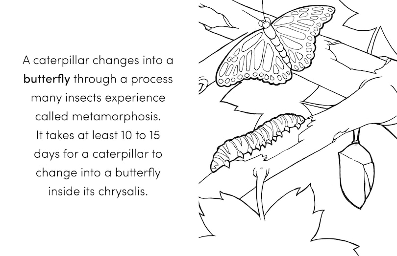Sample content 4_Bug Book for Kids