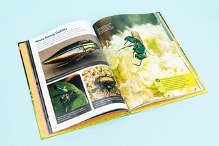 Aper&ccedil;u du contenu_Bug Power