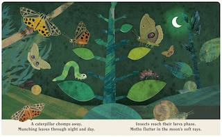 Sample content_Bugs: A Peek-Through Board Book