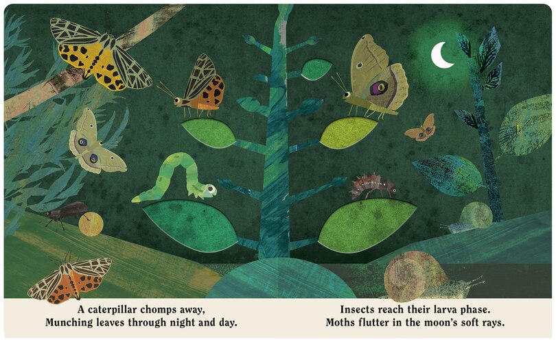 Sample content_Bugs: A Peek-Through Board Book