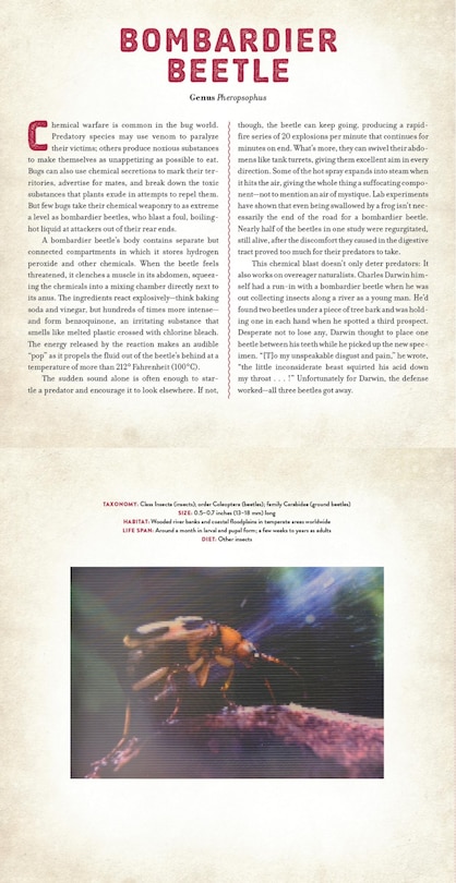 Sample content 2_Bugs