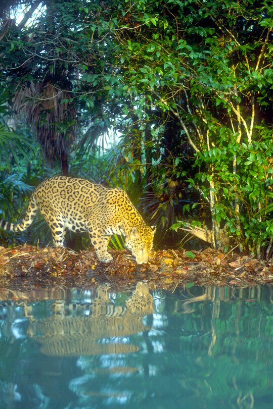 Sample content 3_Business And Retirement Guide To Belize