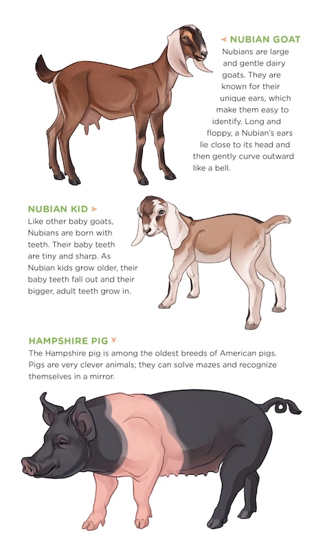 Sample content 3_Busy Barnyard of Tattoo Farm Animals