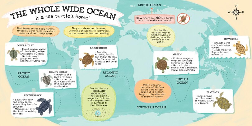 Sample content 4_But Where Do Sea Turtles Live?