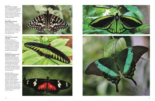 Sample content_Butterflies