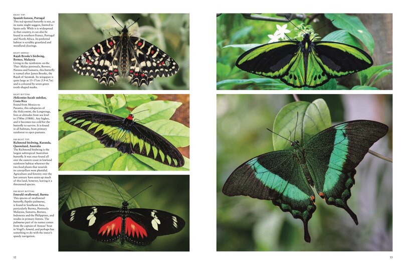 Sample content_Butterflies