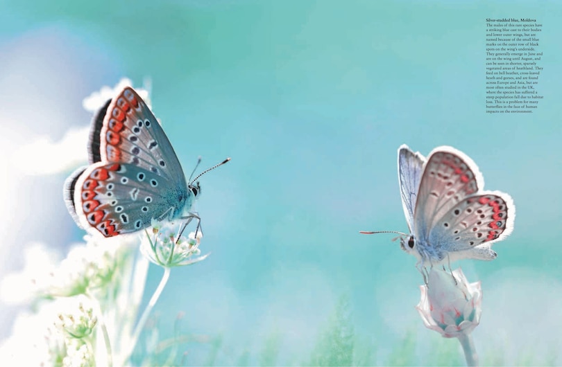 Aper&ccedil;u du contenu 3_Butterflies