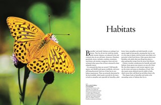 Aper&ccedil;u du contenu 4_Butterflies