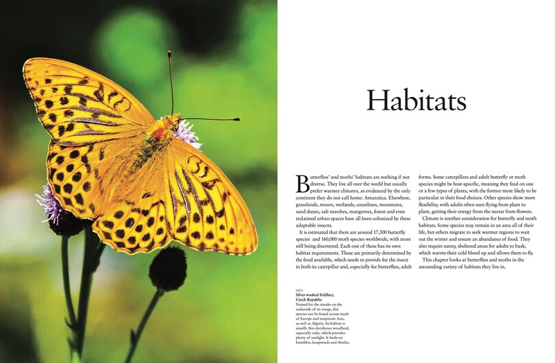 Aper&ccedil;u du contenu 4_Butterflies