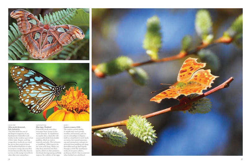 Aper&ccedil;u du contenu 5_Butterflies