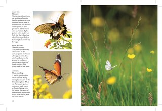 Sample content_Butterflies