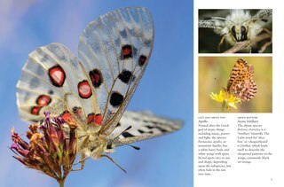 Sample content 2_Butterflies
