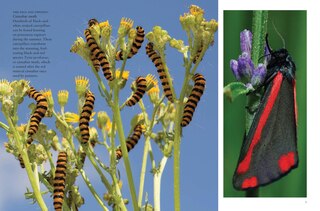 Sample content 3_Butterflies