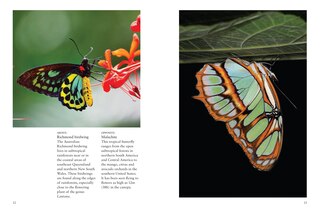 Sample content 4_Butterflies