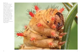Sample content 5_Butterflies