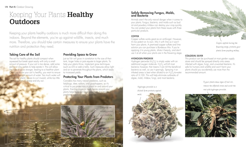 Sample content 3_Cannabis