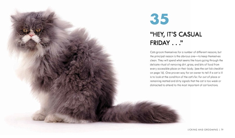 Sample content_Cat Body Language