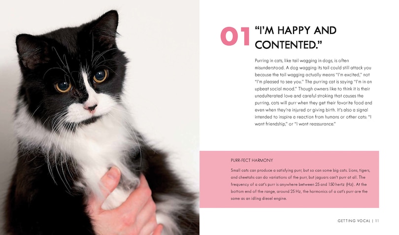 Sample content 2_Cat Body Language