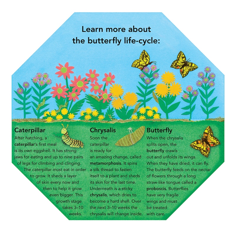 Sample content 2_Caterpillar To Butterfly: Fold Out And Find Out