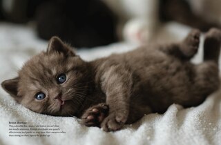 Sample content_Cats