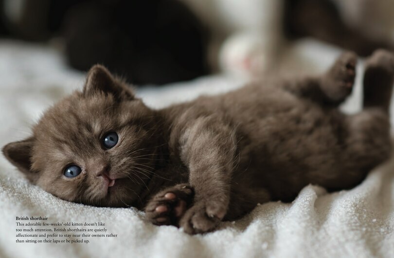 Sample content_Cats