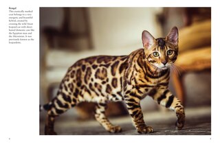 Sample content 2_Cats