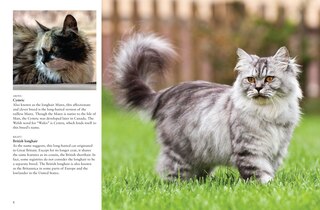 Sample content 3_Cats