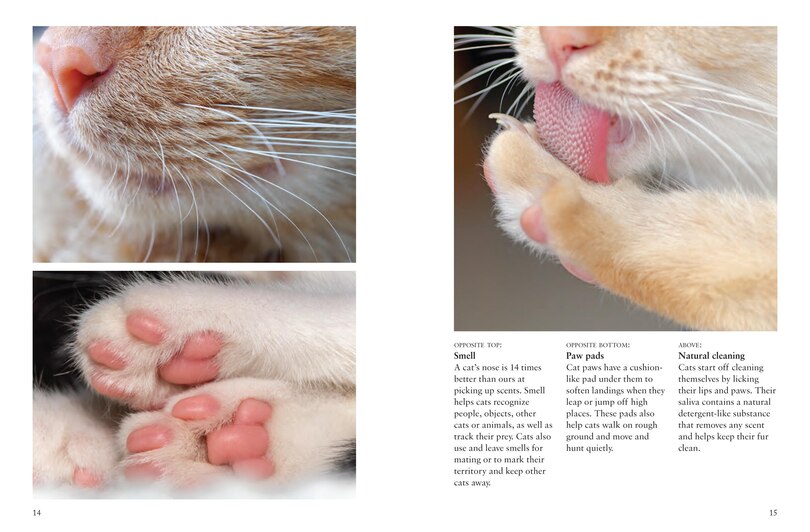 Sample content 4_Cats