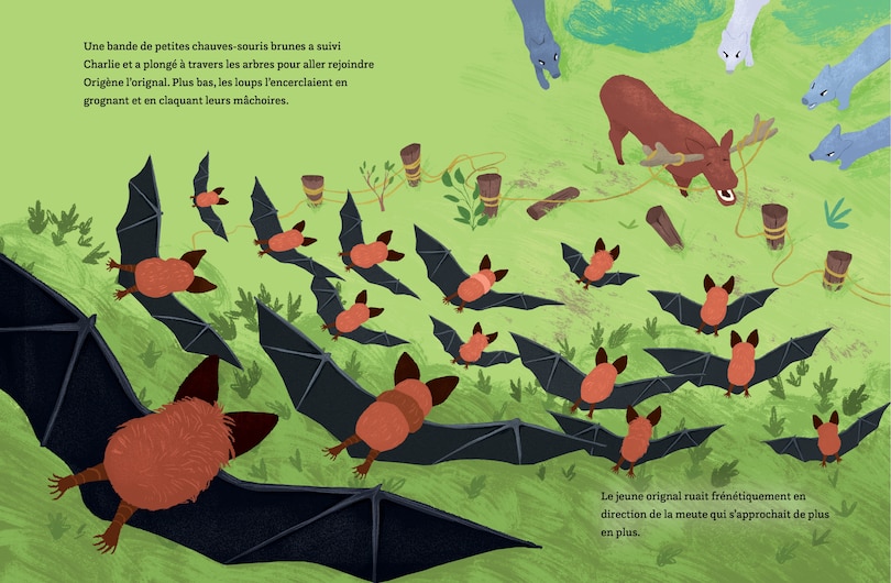 Sample content 4_Charlie la chauve-souris et l’orignal mal pris