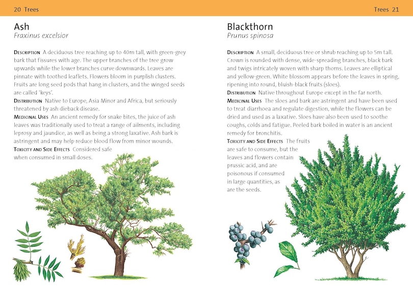 Aperçu du contenu 3_Concise Medicinal Plants Guide