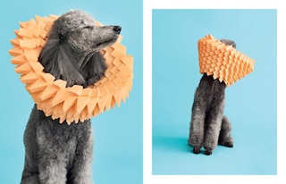 Sample content 2_Cone of Shame