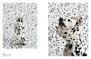 Sample content 5_Cone of Shame