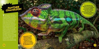 Sample content 2_Coolest Animals on the Planet