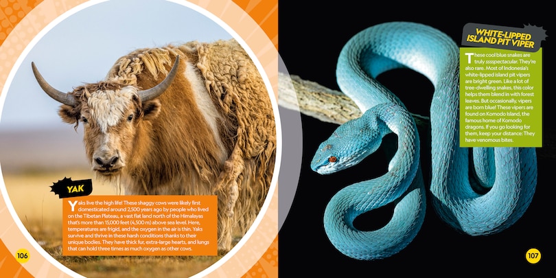 Sample content 3_Coolest Animals on the Planet