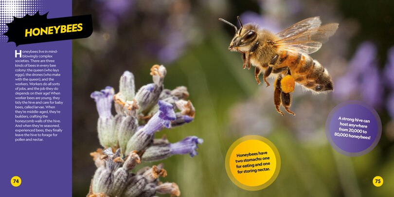 Sample content 4_Coolest Animals on the Planet