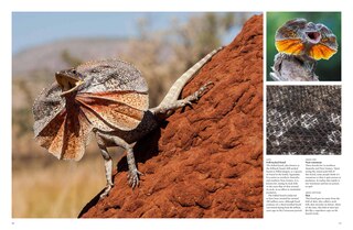 Aper&ccedil;u du contenu 3_Crocodiles, Alligators & Lizards