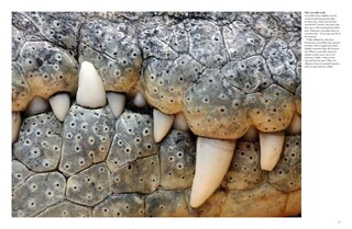 Aper&ccedil;u du contenu 4_Crocodiles, Alligators & Lizards