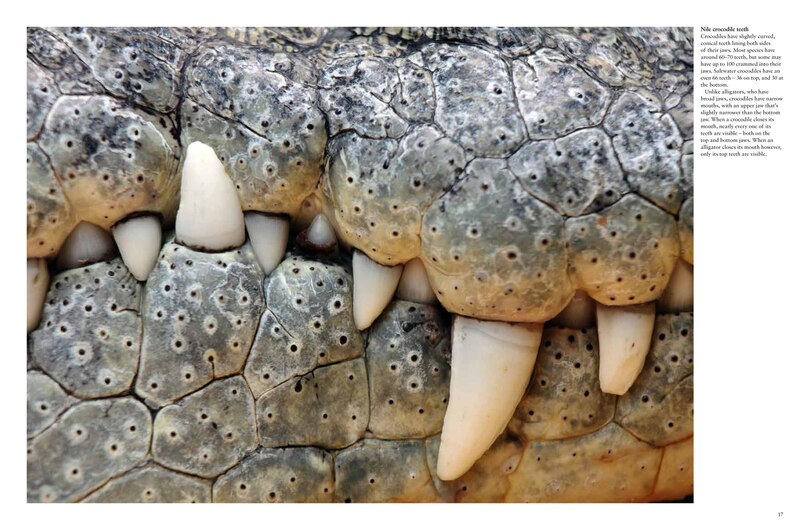 Aper&ccedil;u du contenu 4_Crocodiles, Alligators & Lizards