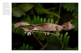 Aper&ccedil;u du contenu 5_Crocodiles, Alligators & Lizards